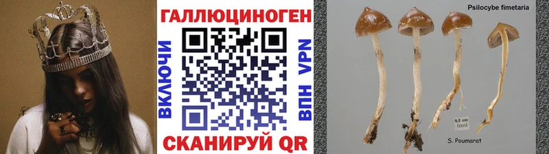 купить наркотики сайты  Пушкино  Галлюциногенные грибы Cubensis 